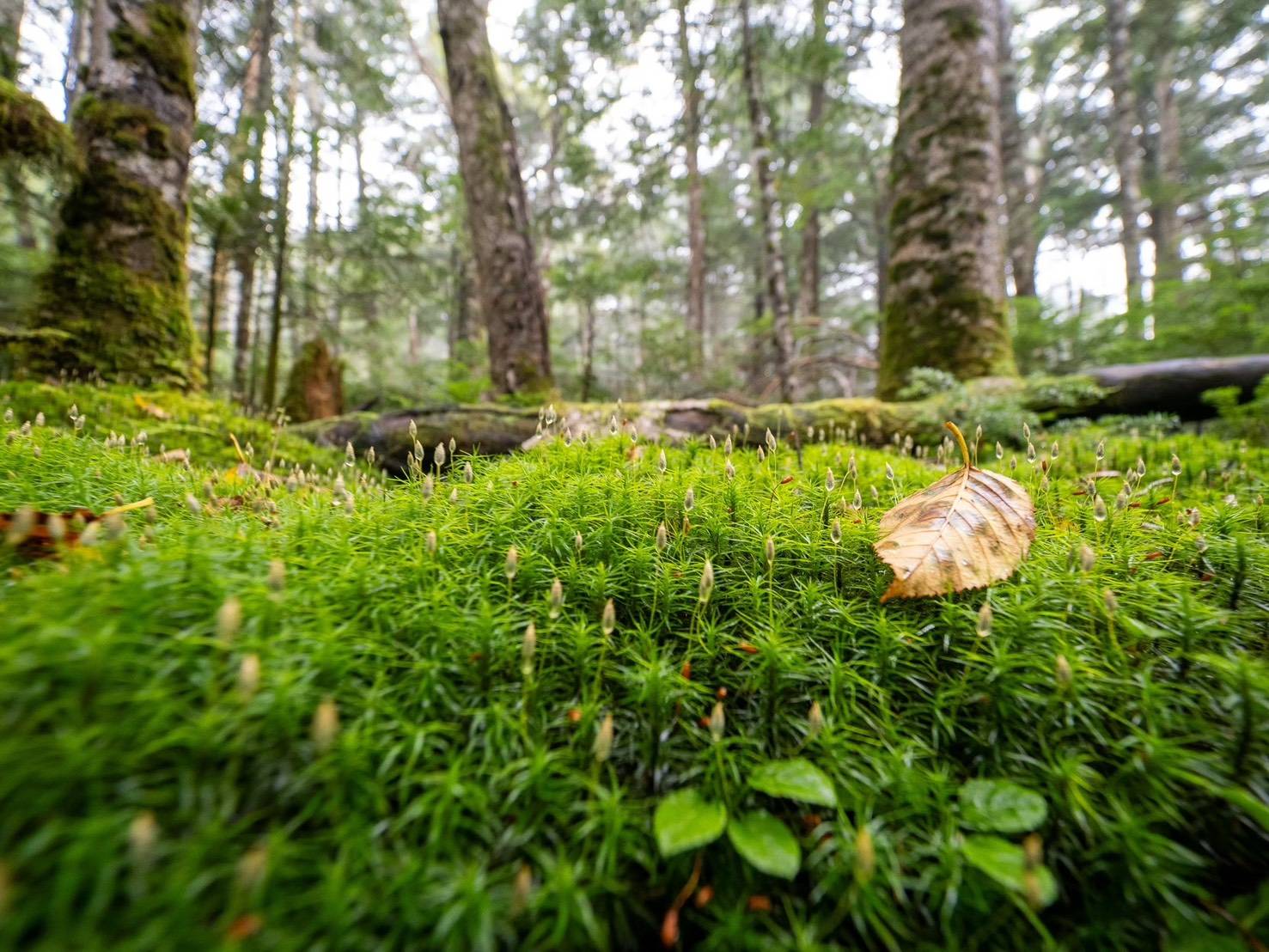 苔の森の風景